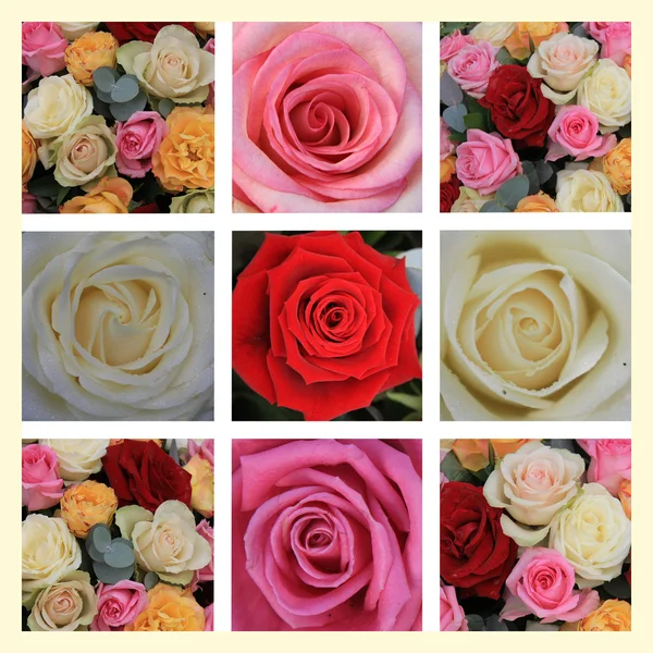 Colagem de rosas mistas — Fotografia de Stock