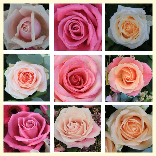 Εννέα μεγάλα ροζ τριαντάφυλλα κολάζ — Φωτογραφία Αρχείου