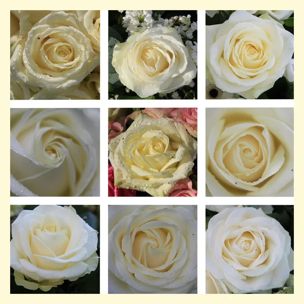 Коллаж из белых роз — стоковое фото
