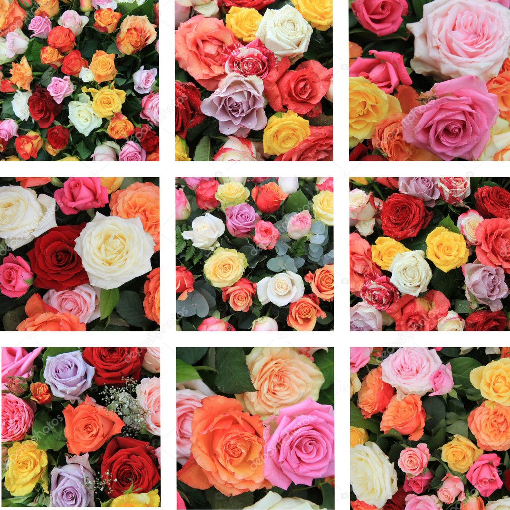 Multicolor rose collage — Stock Photo © portosabbia #9978853