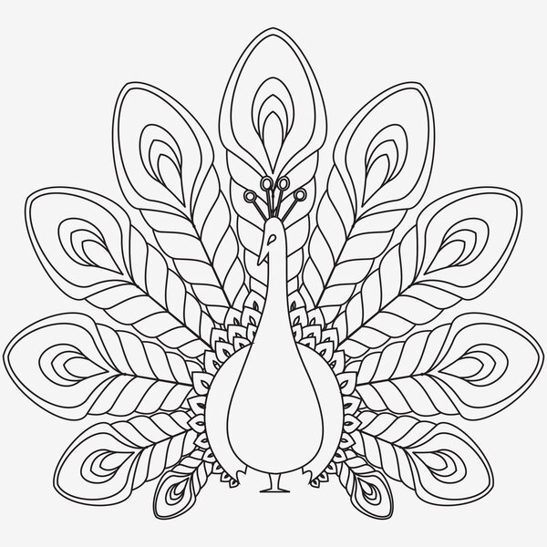 the abstract vector peacock