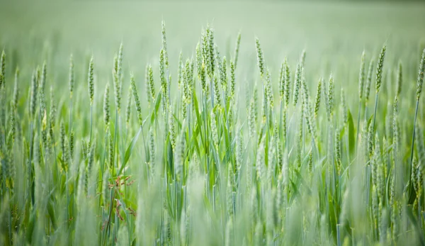 Unreifes Getreide — Stockfoto
