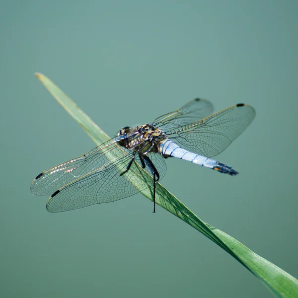 stock image Dragonfly