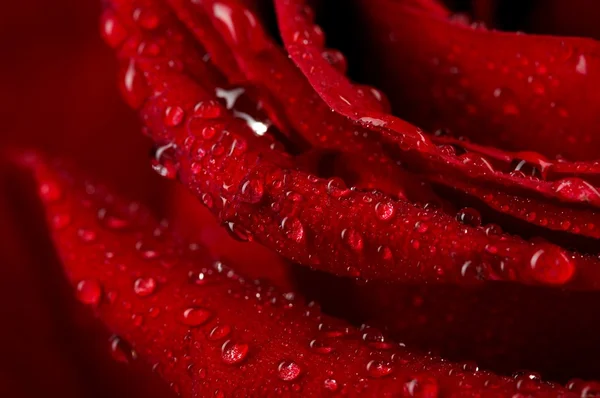Imagen macro de rosa roja oscura con gotitas de agua. Primer plano extremo  . —  Fotos de Stock