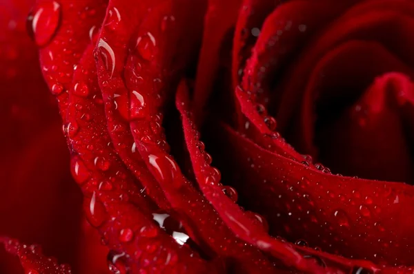 Makro billede af mørkerød rose med vanddråber. Ekstrem nærbillede  . - Stock-foto