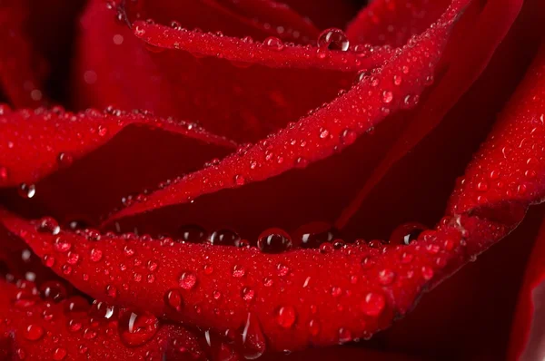 Macro foto van donkere rode roos met waterdruppels. extreme close-up . — Stockfoto