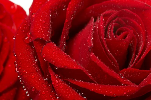 Macro image of dark red rose with water droplets. Extreme close-up . — Stock Photo, Image