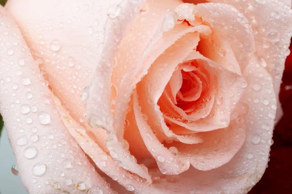 Rosas. — Fotografia de Stock
