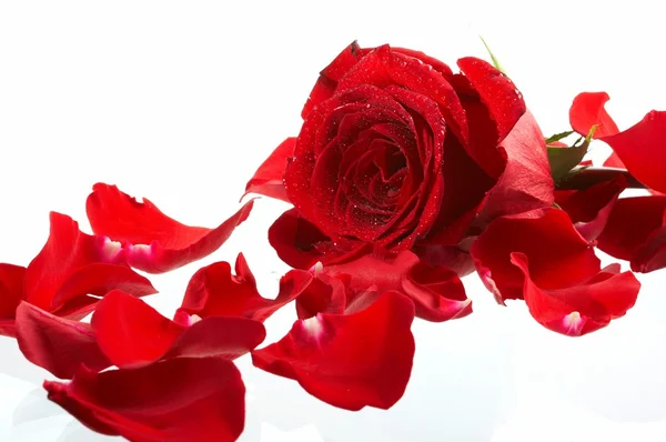 Πετάλων του ένα τριαντάφυλλο, σε λευκό φόντο. — Φωτογραφία Αρχείου