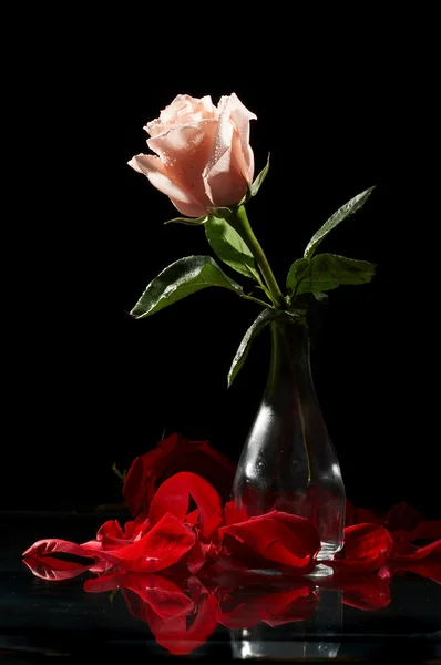 Róża w wazonie — Zdjęcie stockowe
