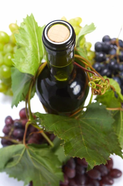ワインのボトルと若いブドウのつる — ストック写真