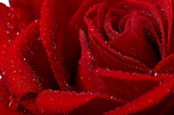 Makró vízcseppek a sötét vörös rózsa képe. Közelkép . — Stock Fotó