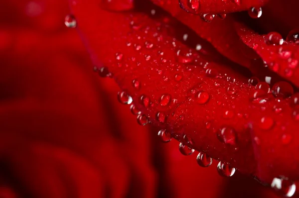 Makro billede af mørkerød rose med vanddråber. Ekstrem nærbillede  . - Stock-foto
