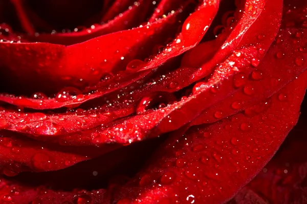 Makroaufnahme einer dunkelroten Rose mit Wassertropfen. Extreme Nahaufnahme . — Stockfoto