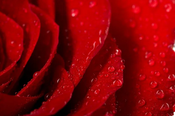 Makroaufnahme einer dunkelroten Rose mit Wassertropfen. Extreme Nahaufnahme . — Stockfoto