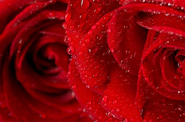Макрозображення темно-червоної троянди з краплями води. Екстремальний крупним планом  . — стокове фото