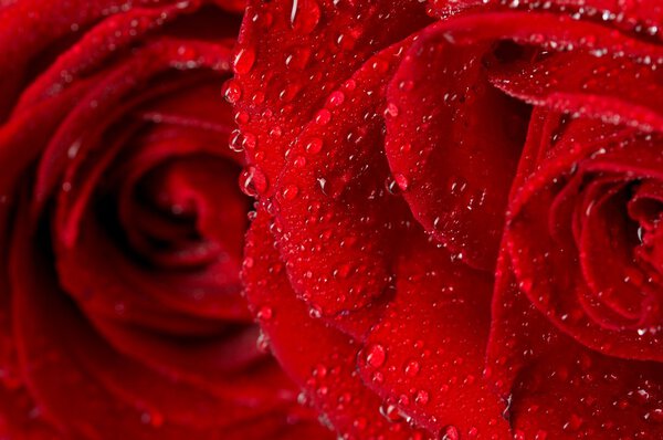 Macro image of dark red rose with water droplets. Extreme close-up .