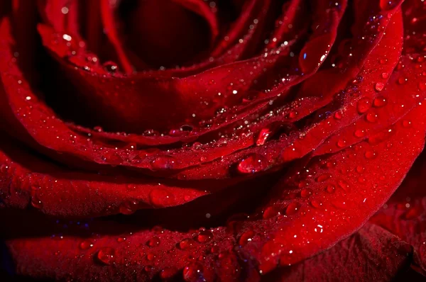 Makro snímek tmavě červené růže s kapičkami vody. extrémní detail . — Stock fotografie