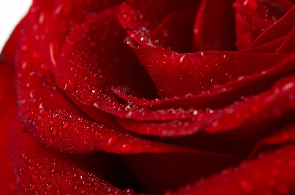 宏的暗红色玫瑰与水滴的图像。极端特写 . — 图库照片