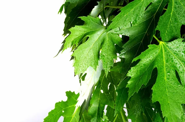 Yeşil taze akçaağaç yaprakları