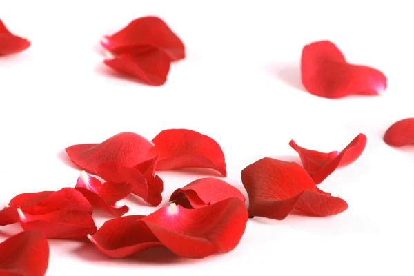 Petals of a rose, on a white background. — Stock Photo, Image