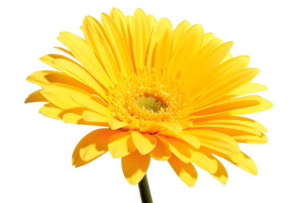 美しい黄色の花の花びらのクローズ アップ — ストック写真