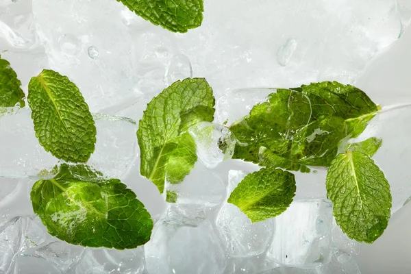 氷の中のミントの葉 — ストック写真