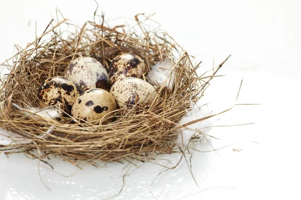 Gerçek bir yuvada yumurta — Stok fotoğraf