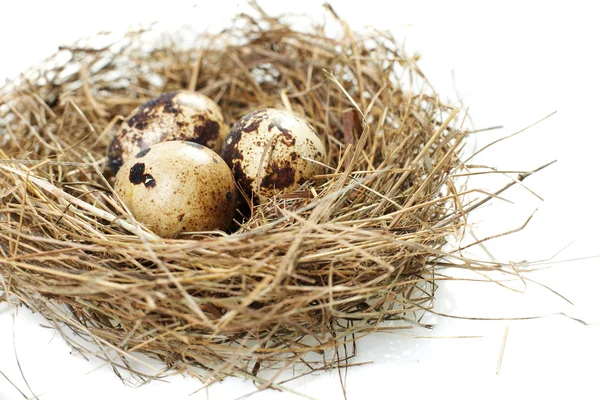 Gerçek bir yuvada yumurta — Stok fotoğraf