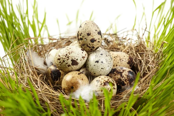 Egg in a real nest — Stock Photo, Image