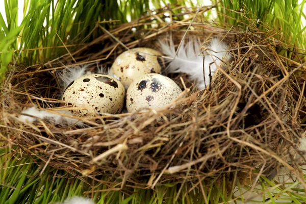Huevo en un nido real — Foto de Stock