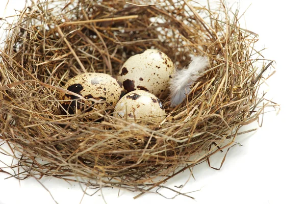 Egy igazi fészek tojás — Stock Fotó