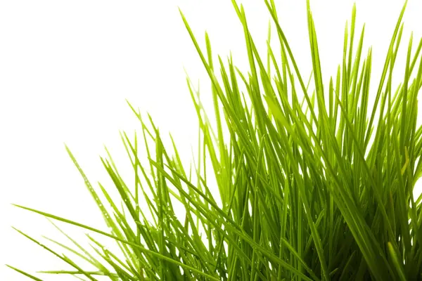 Young juicy green grass — Stock Photo, Image