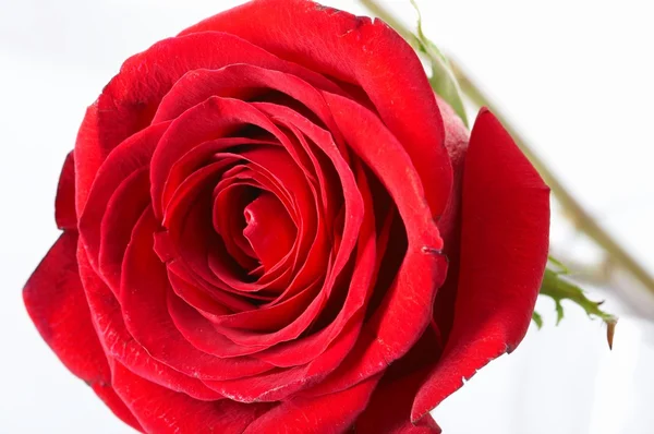 Rose Royalty Free Stock Images