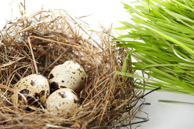 gerçek bir yuvada yumurta