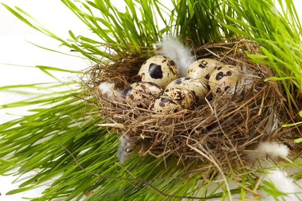 Œuf dans un vrai nid — Photo