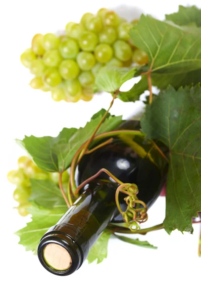 Weinflasche und junge Weinrebe — Stockfoto