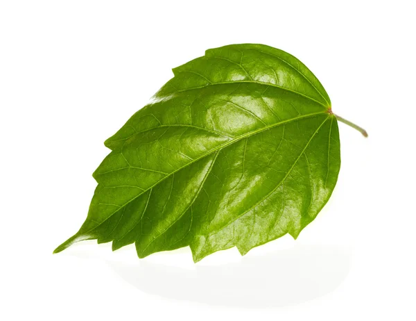 Isolerade blad grön — Stockfoto