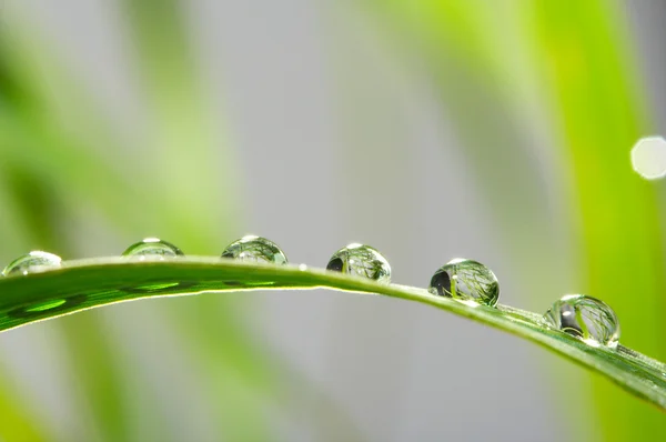 Drops with green grass — Stock Photo, Image