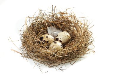 Egg in a real nest clipart