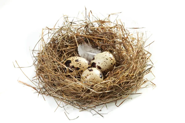 Egg in a real nest Stock Picture