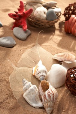 Sea still-life clipart