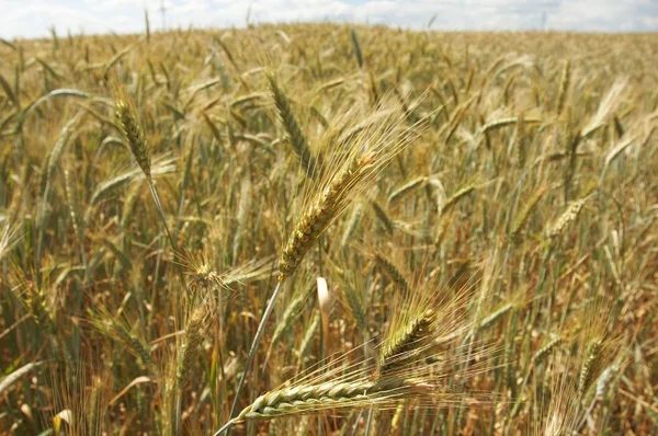 Getreideähren — Stockfoto