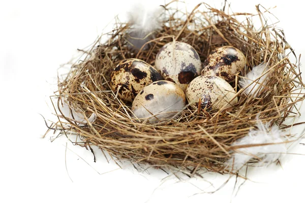 Huevo en un nido real —  Fotos de Stock