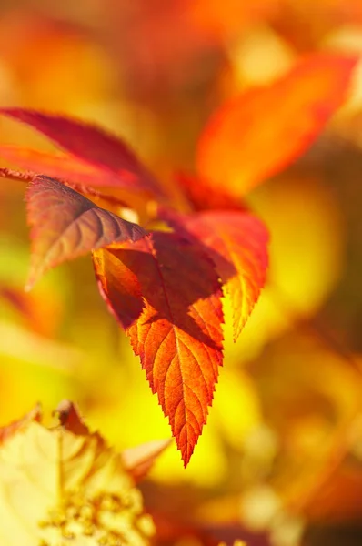 stock image Autumn, fall background