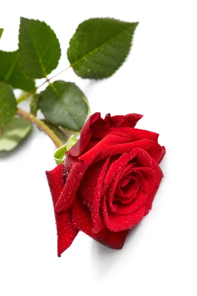 Mooie rode roos op een witte achtergrond — Stockfoto