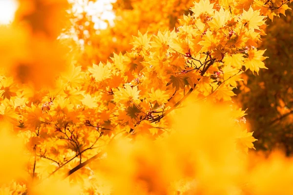 Sonbahar, sarı yaprakları — Stok fotoğraf