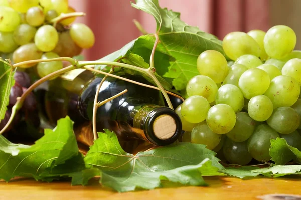 Wine bottle and young grape vine — Stock Photo, Image