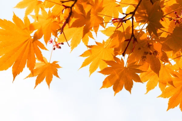 Otoño, hojas amarillas —  Fotos de Stock