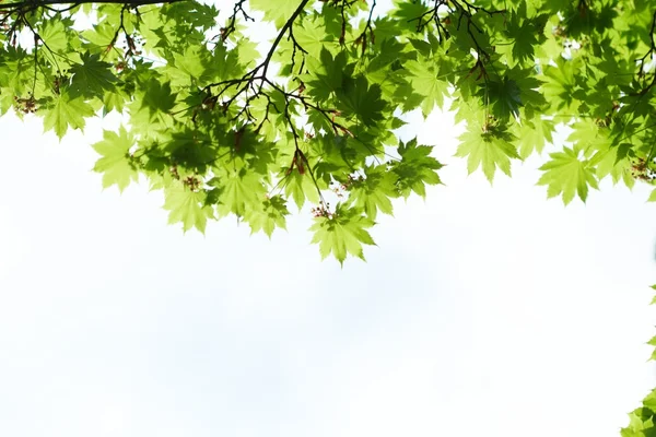 Hojas verdes — Foto de Stock